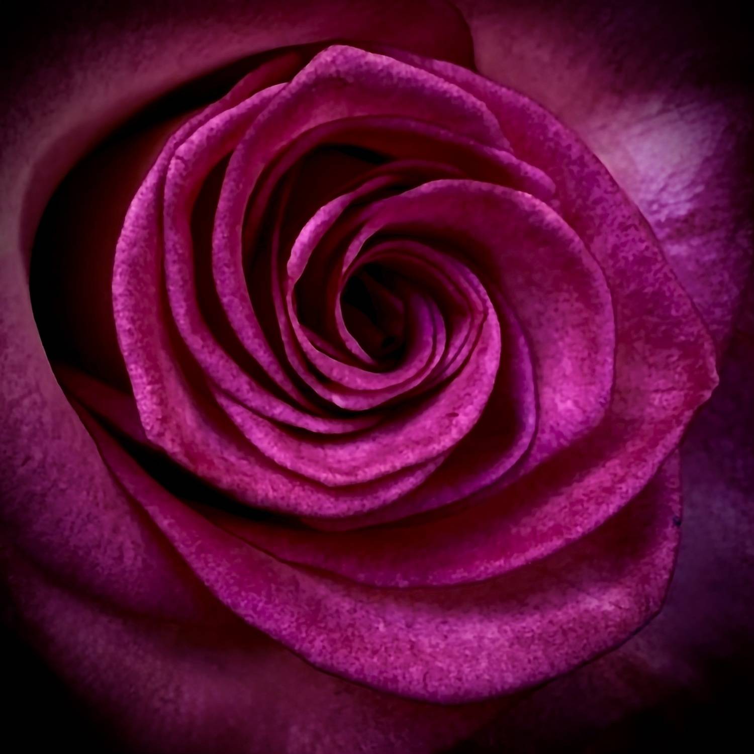 The rose turned to a reptile life !
