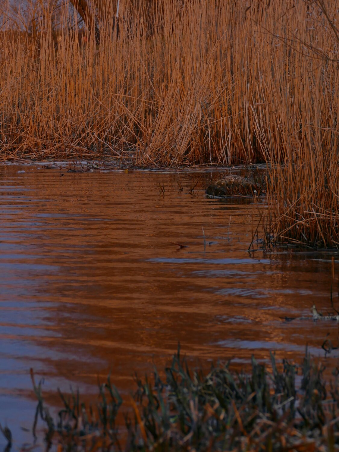 Photo #13549483