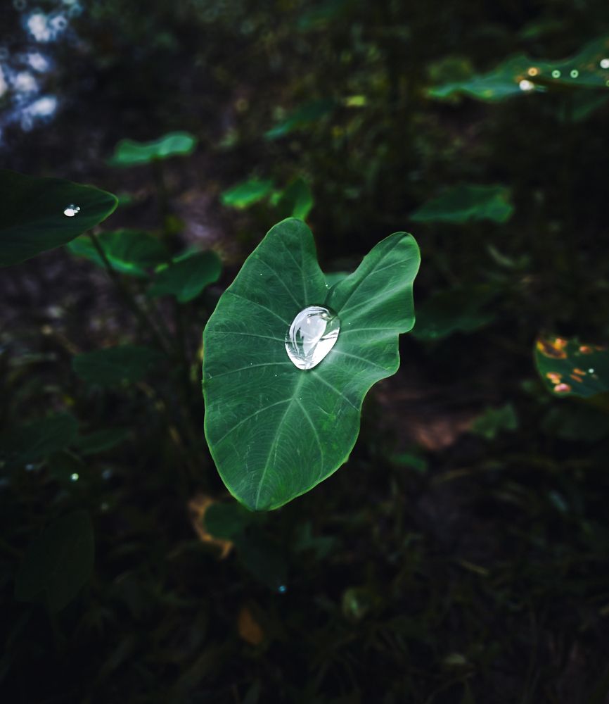 Photograph by Digonto Das