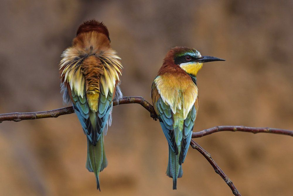 Повздорили