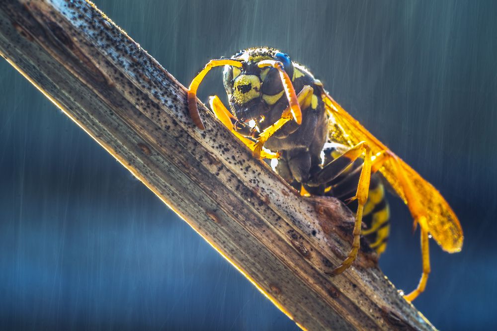 Оса в дождь