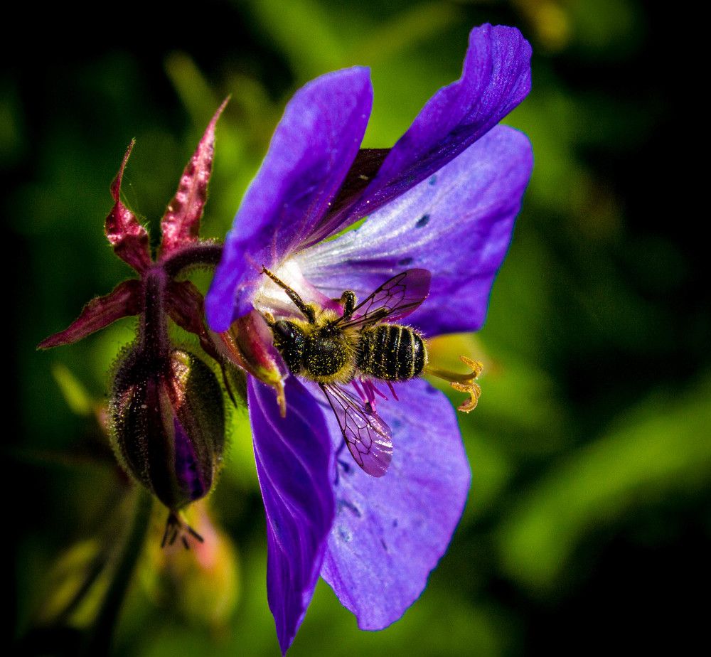 Вкусный цветик