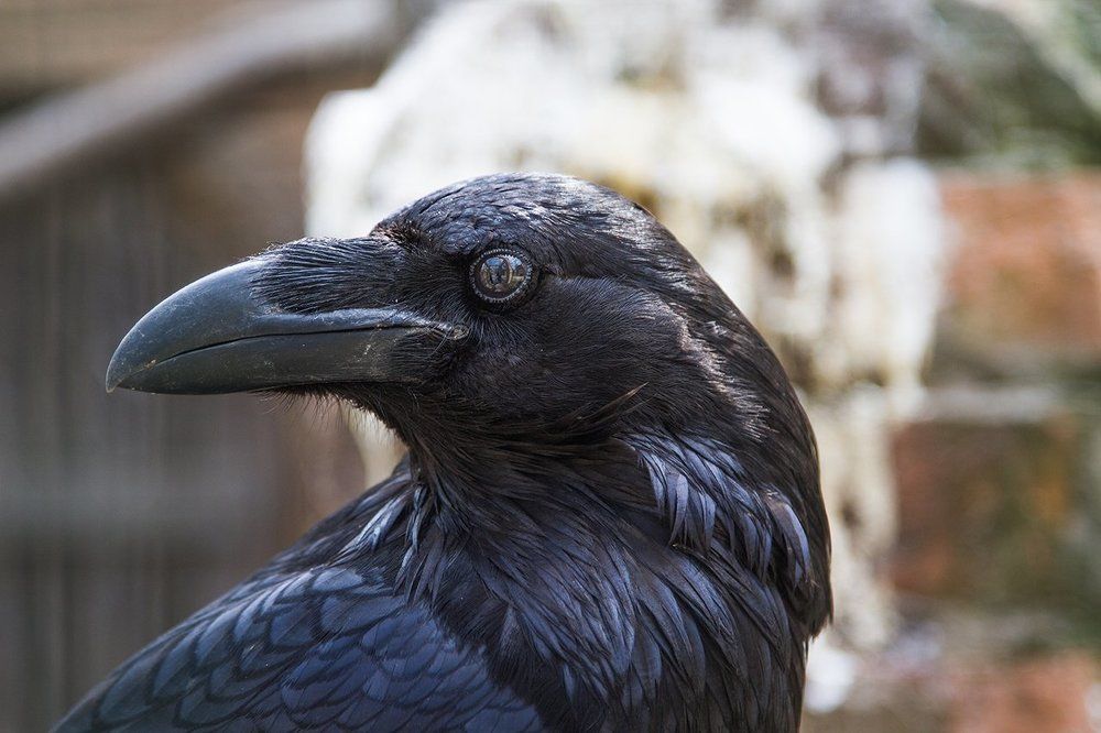 Наблюдатель