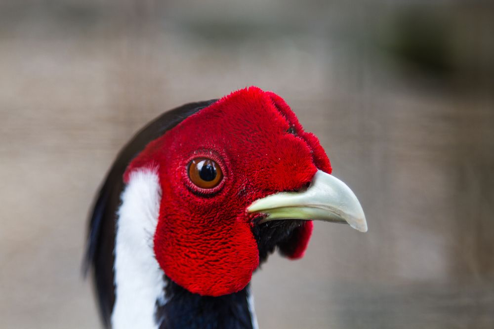 Красный бархат