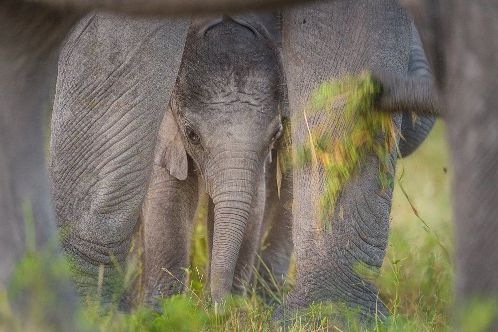 Малыш под защитой