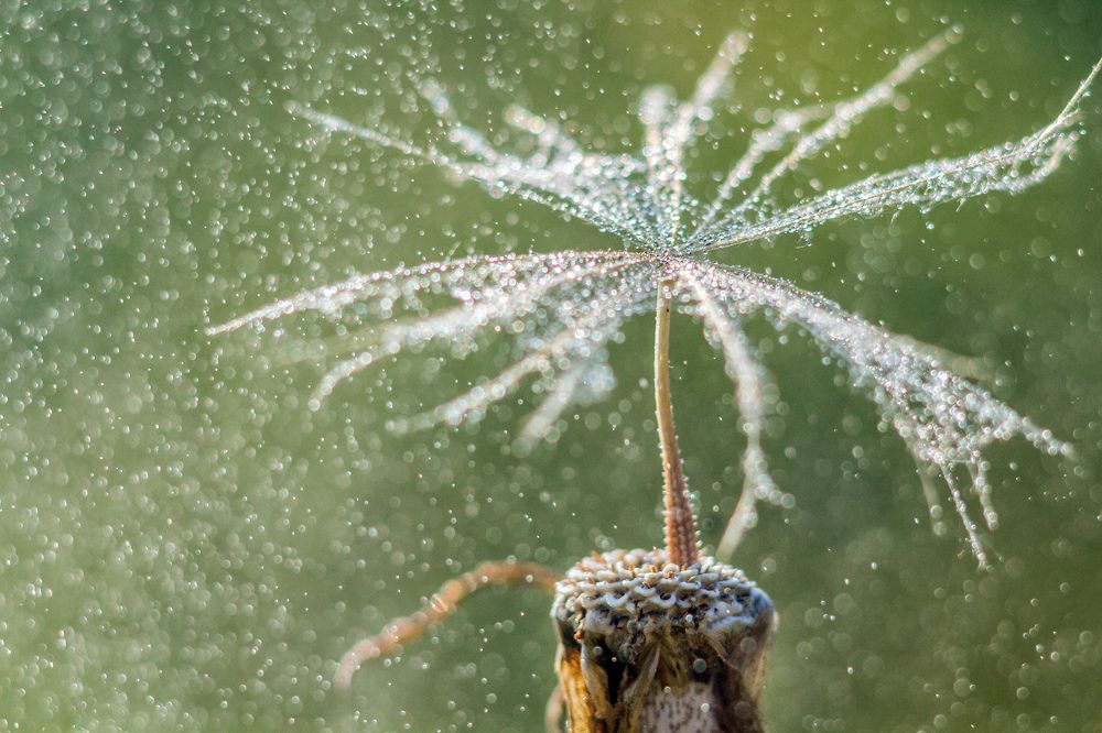 Последнее мгновение одуванчика