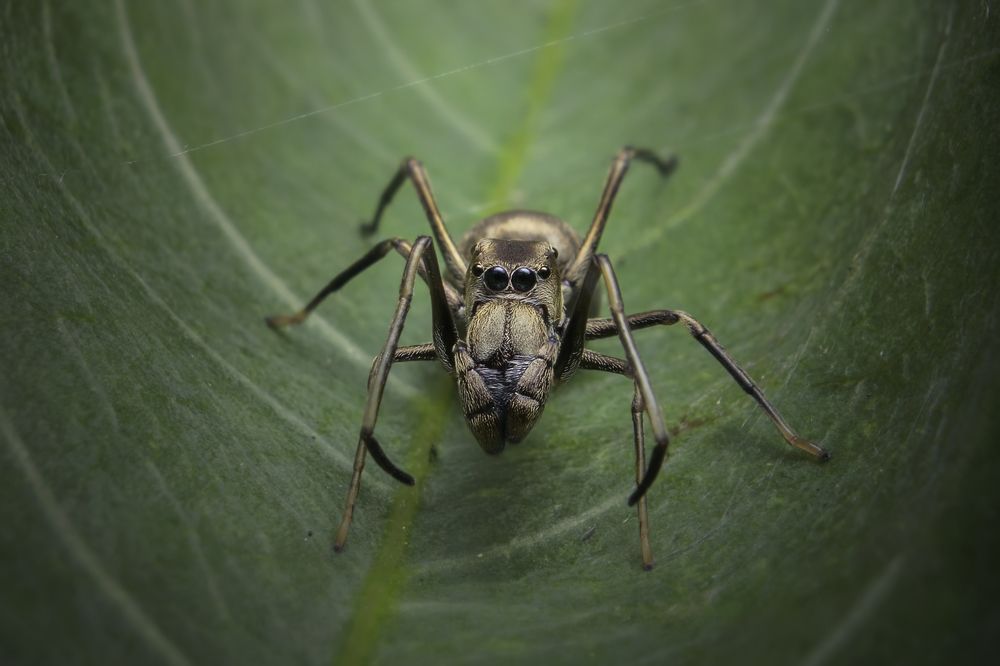 Ant Mimicking Jumping Spider