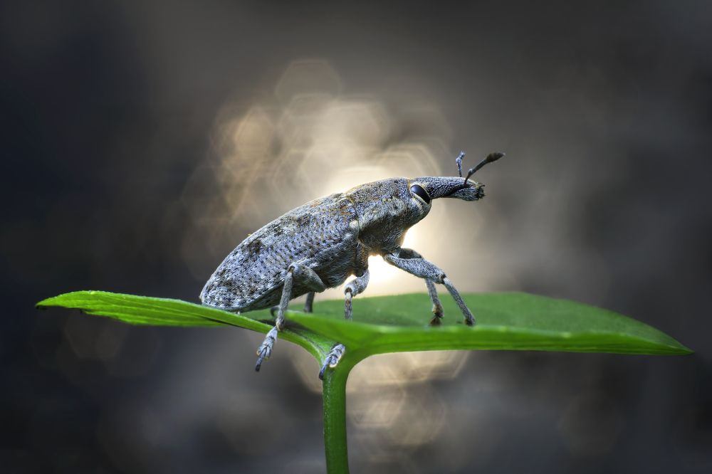 Weevil