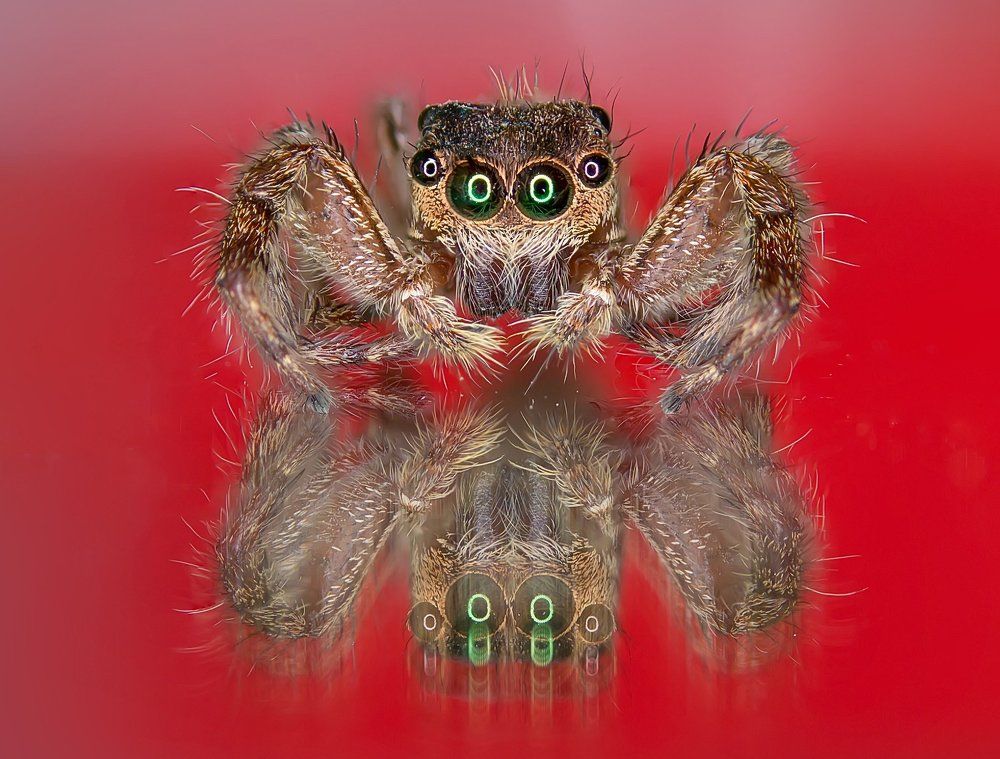 Jumping Spider