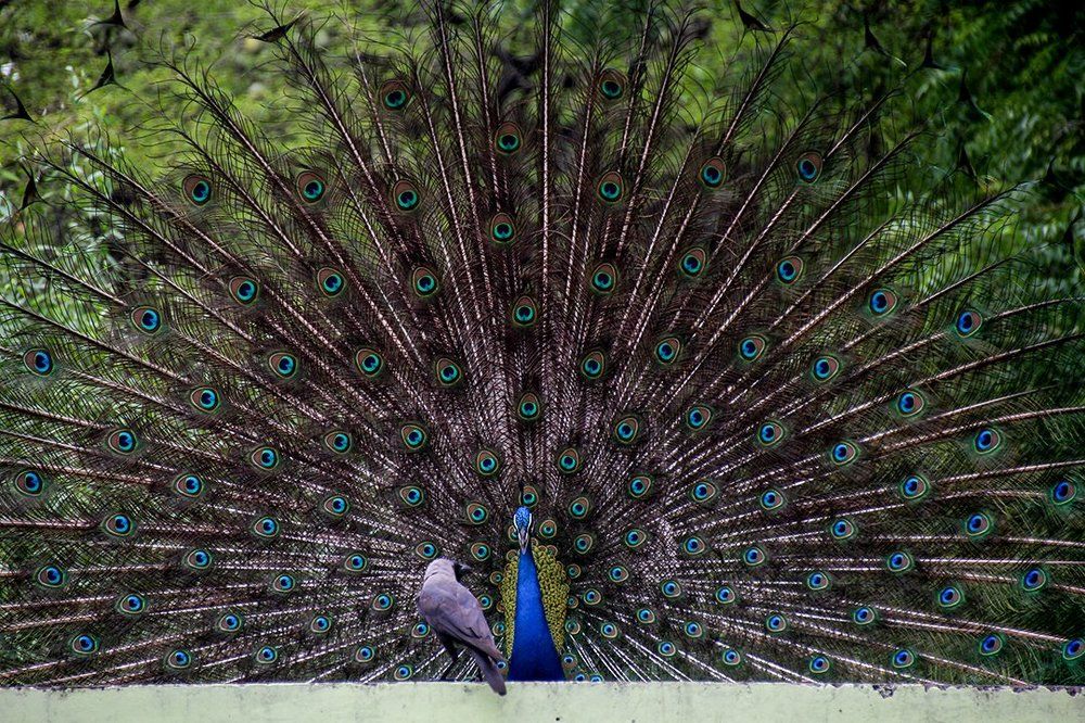 Crow asking peacock "Why are you so beautiful?"
