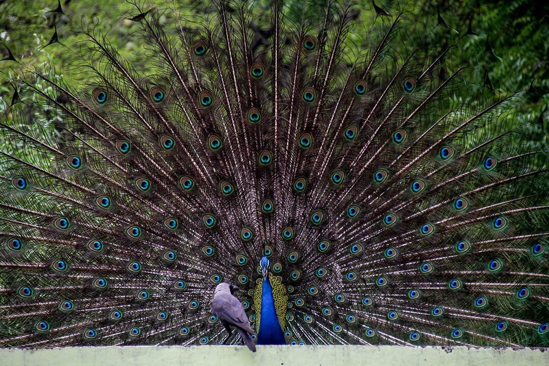Crow asking peacock "Why are you so beautiful?"