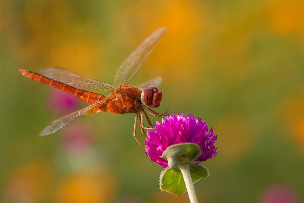 Red-veined darter