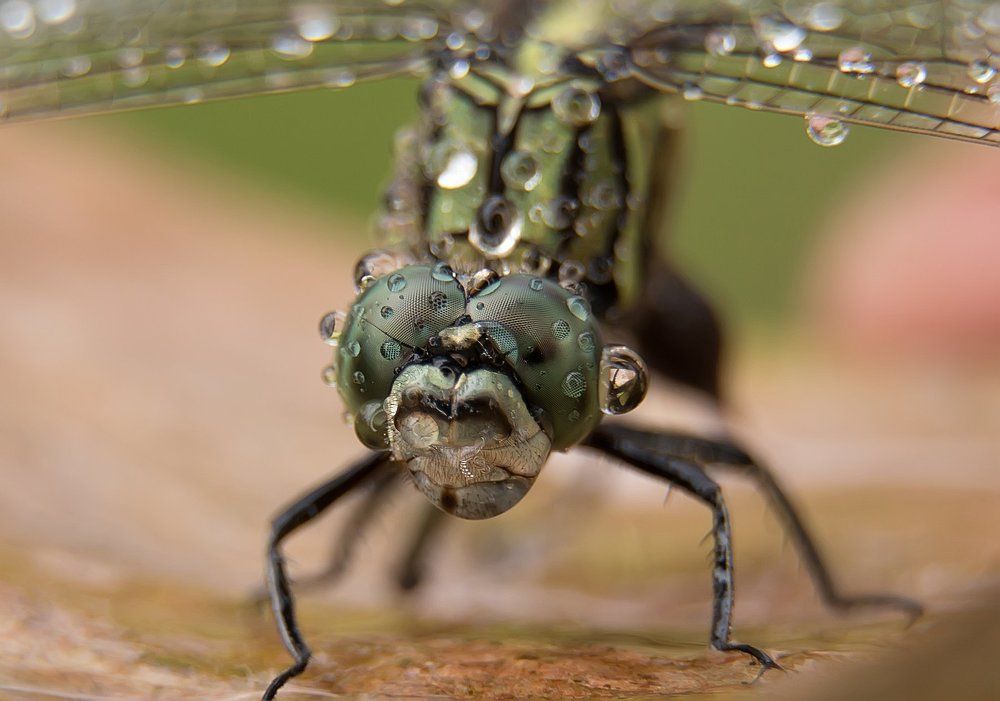Raindrops & Dragonfly