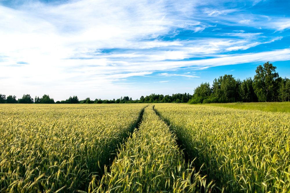 Над пропастью во ржи