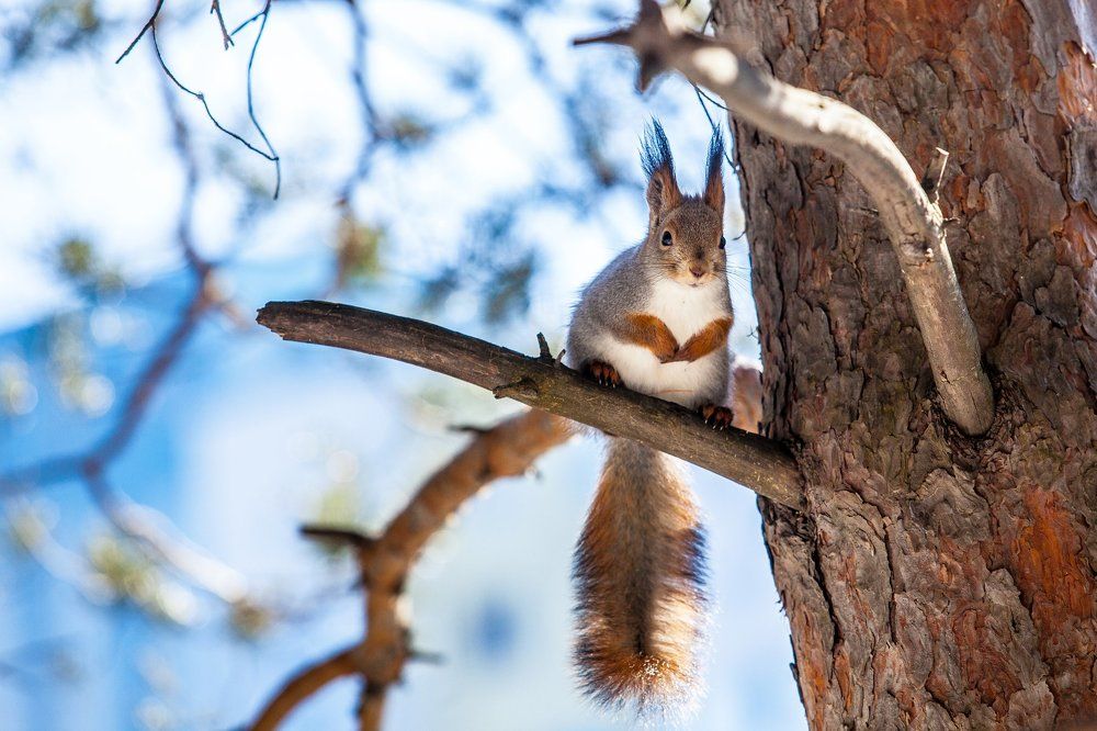 Сфотографируй меня на дереве
