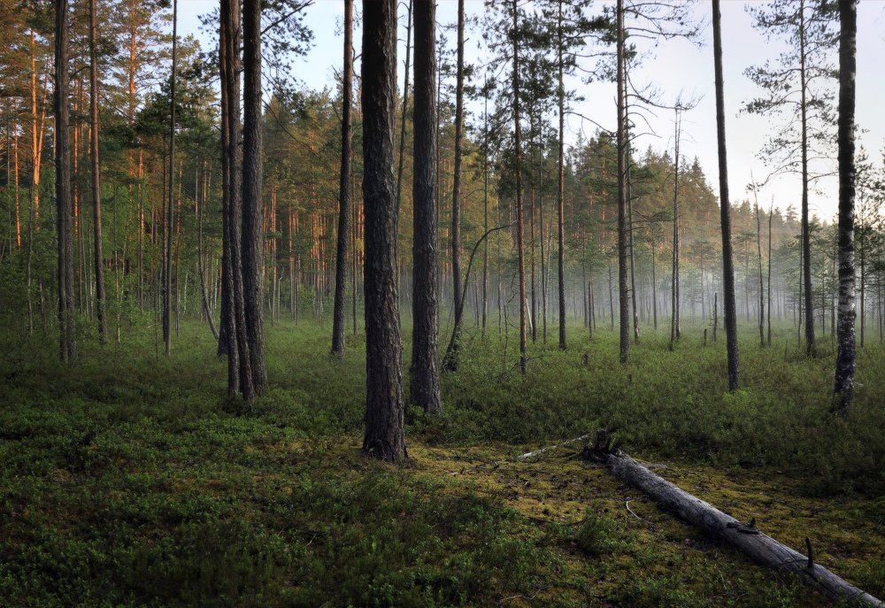 Лес зеленомошник