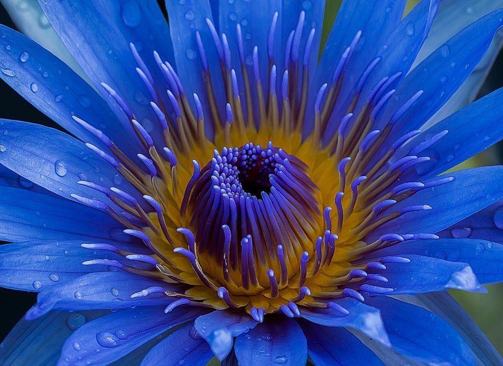 Blue Lotus