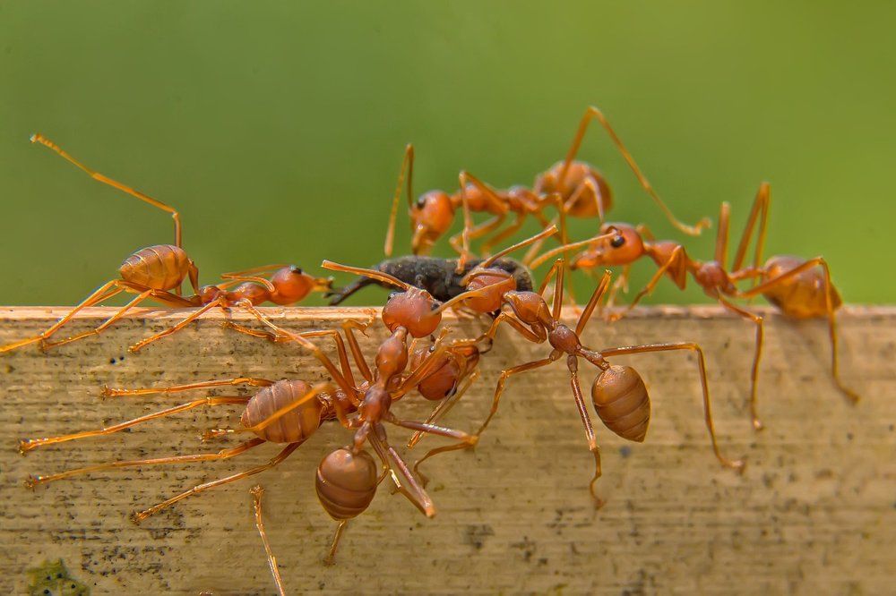 Ants family