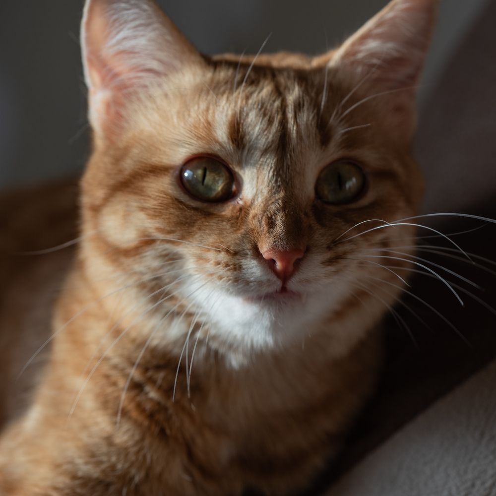 Photo #13550541