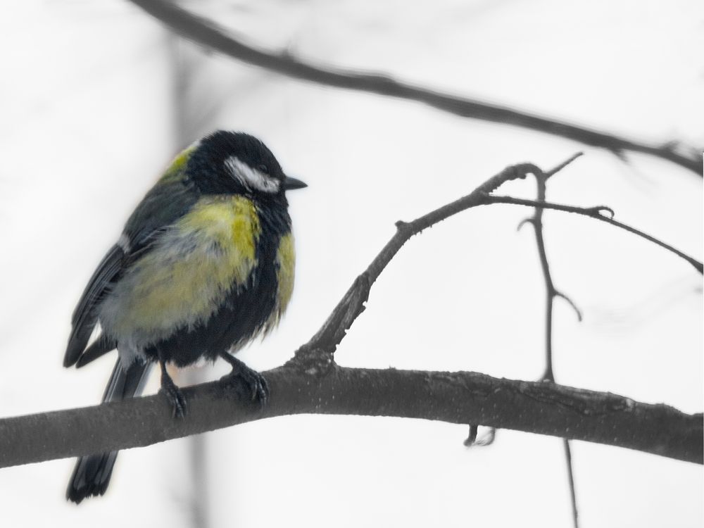 Photograph by Igor Biruck