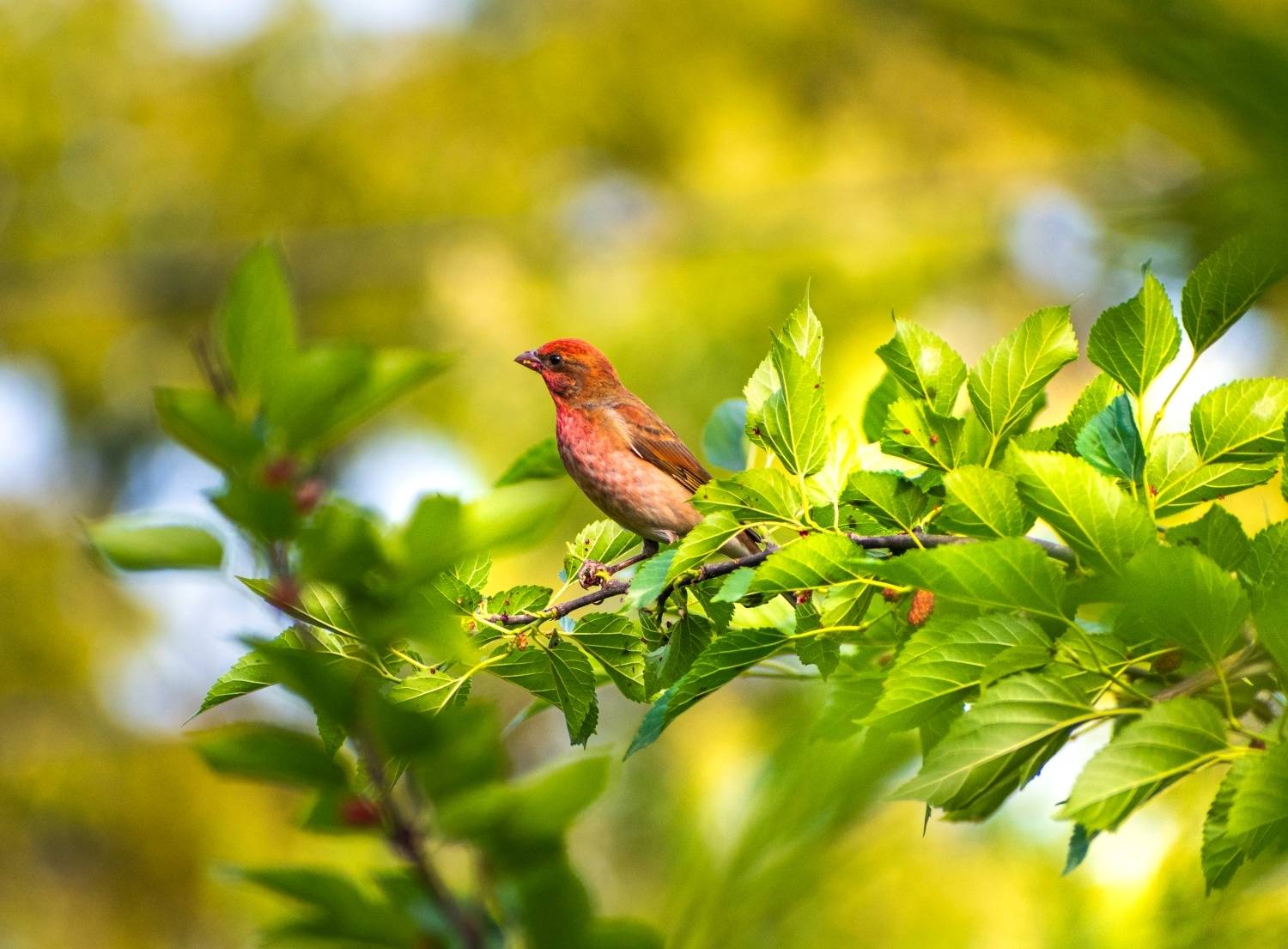 Rose finch Songbird.