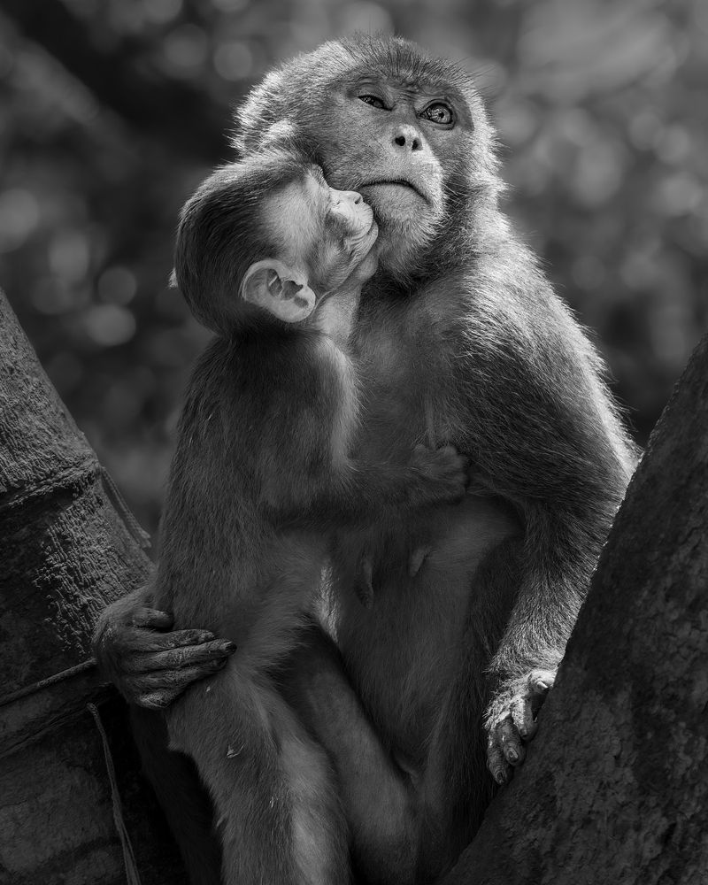 Photograph by Suprotap Chaki