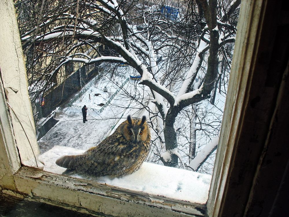 Москва, неожиданный гость за окном.