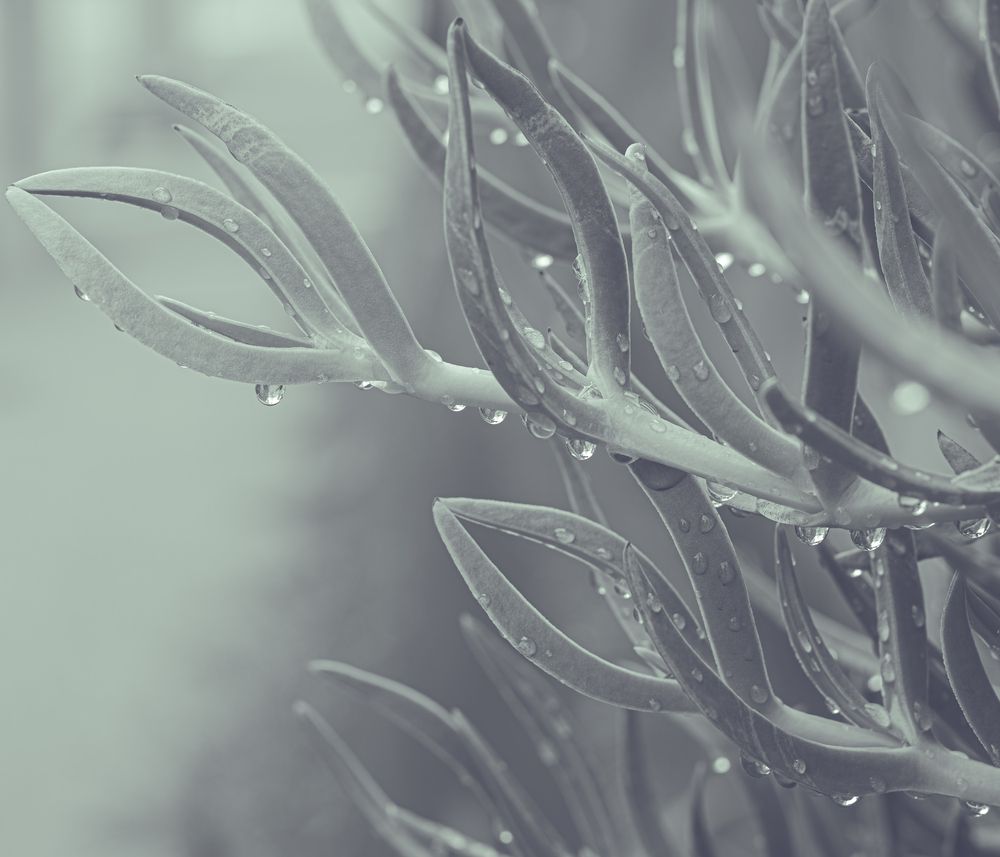After the rain