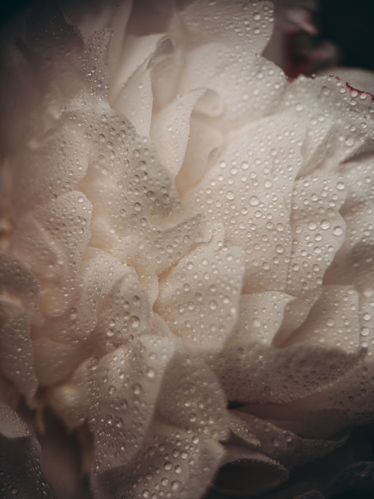Photograph by Анна Голубцова