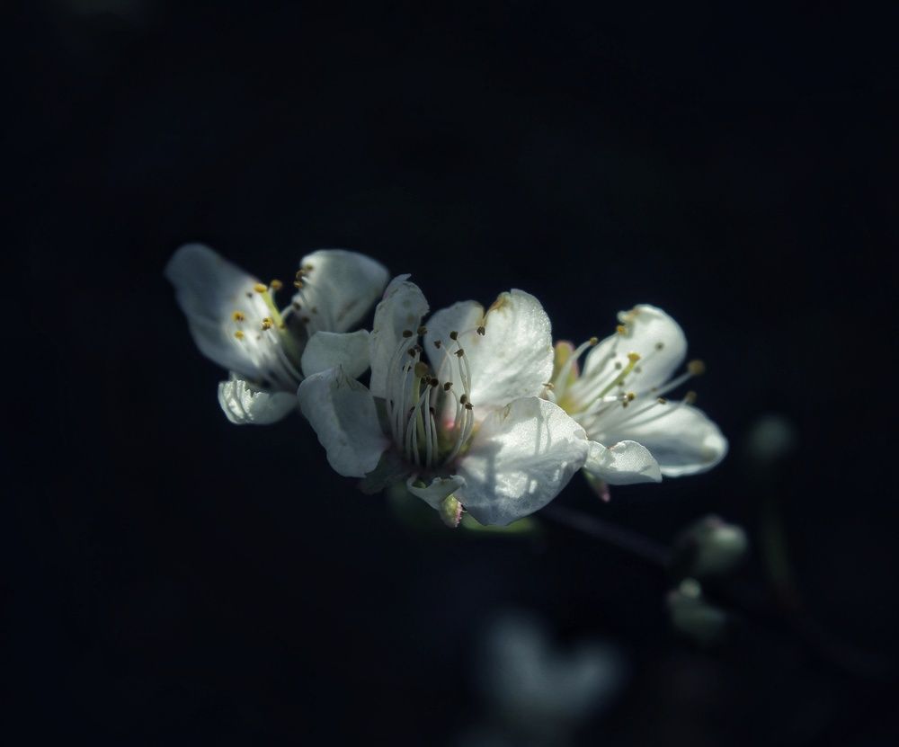 Photograph by Miguel Alejandro Soriano Ruiz