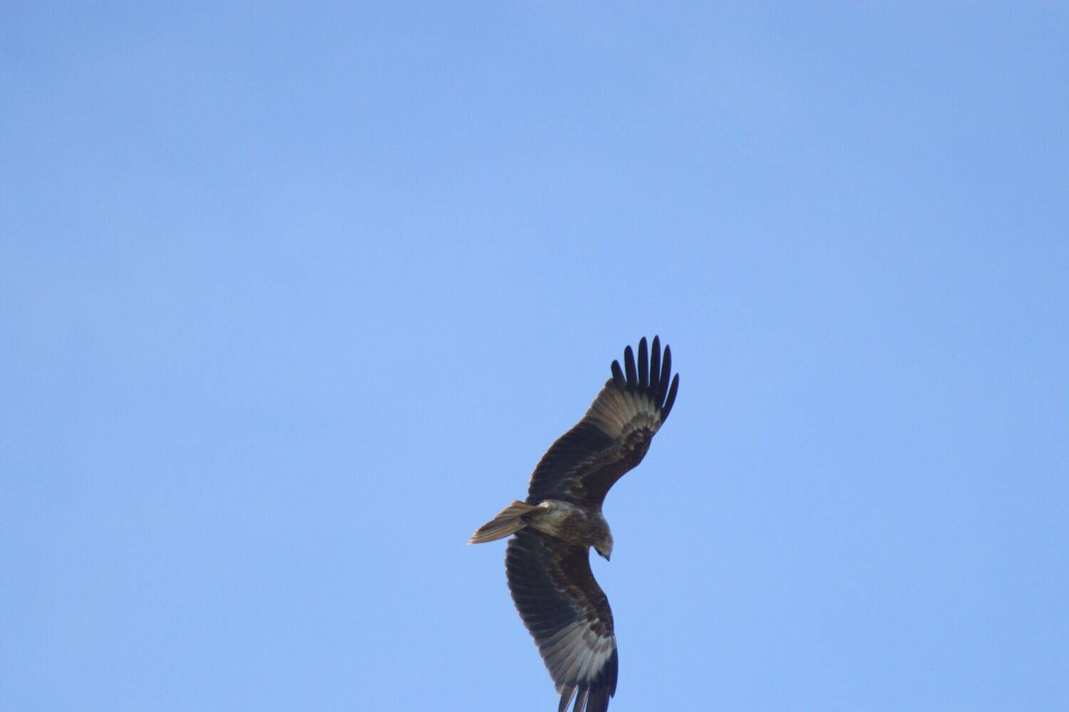 Hunting