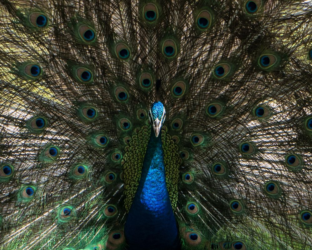 Photograph by Tomas Manuel Fonte Hernandez