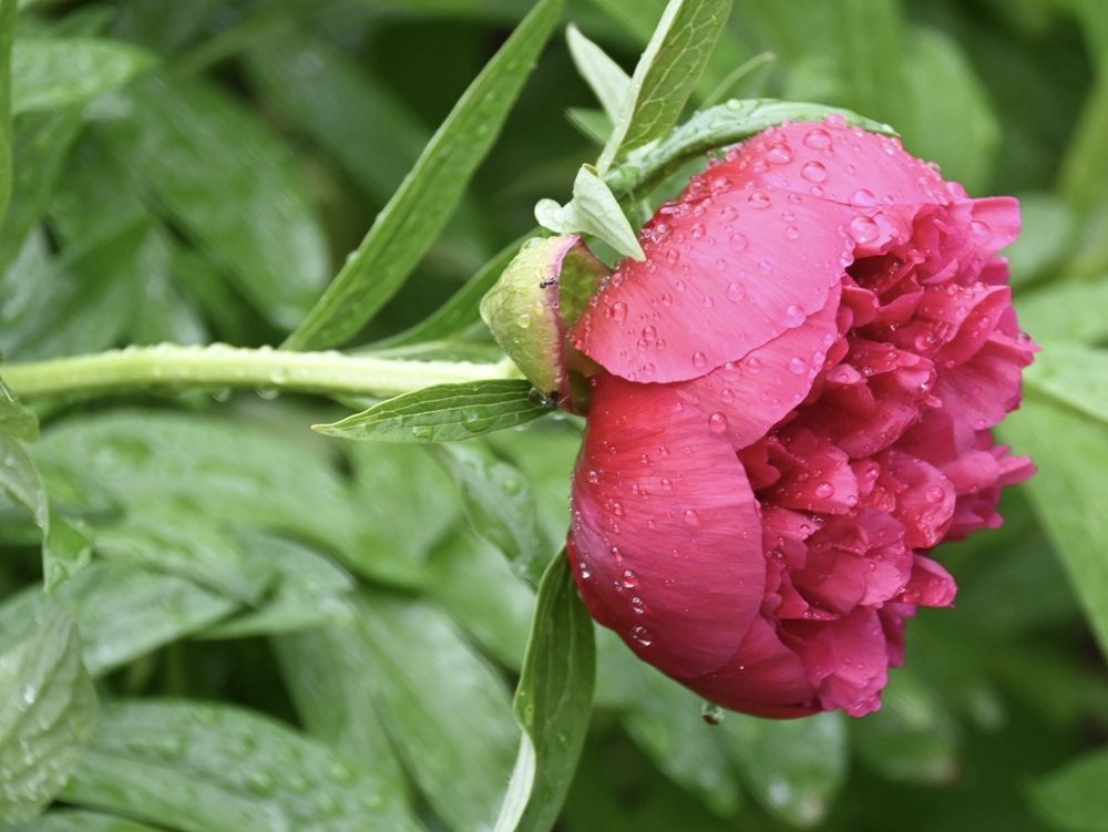Crveni rascvetali božur i rosa