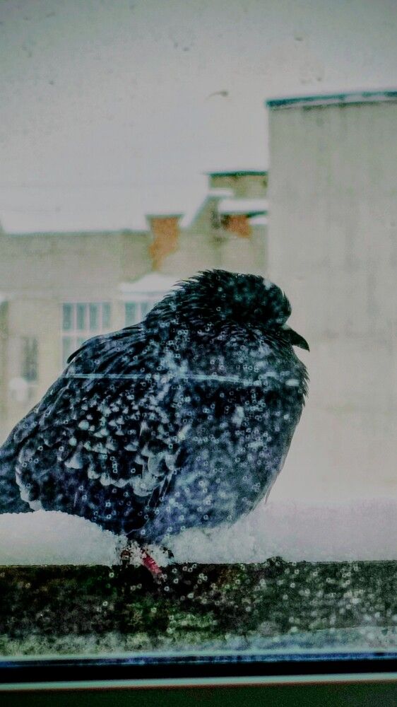 Photograph by Людмила Горячева