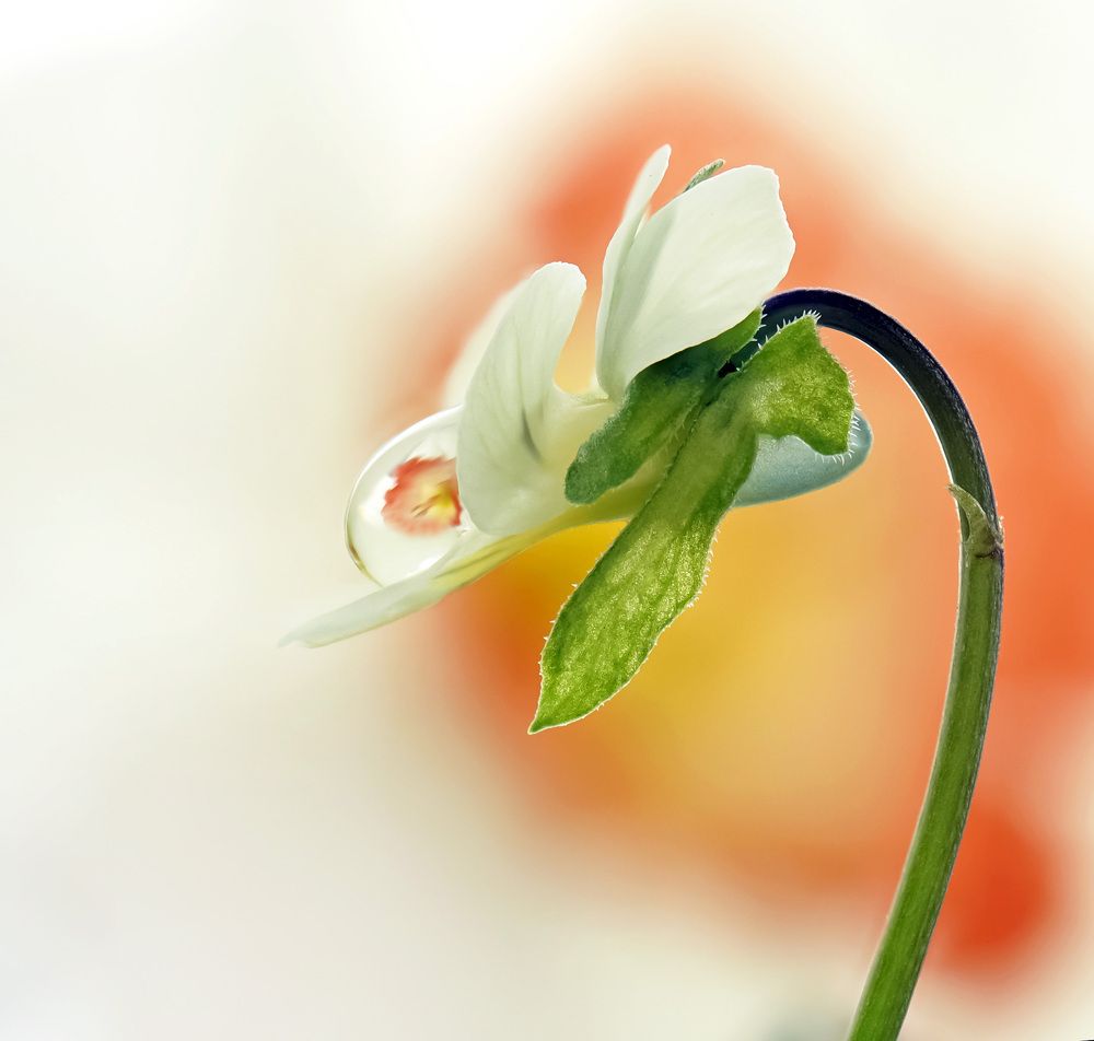 Photograph by Наталья Соколова