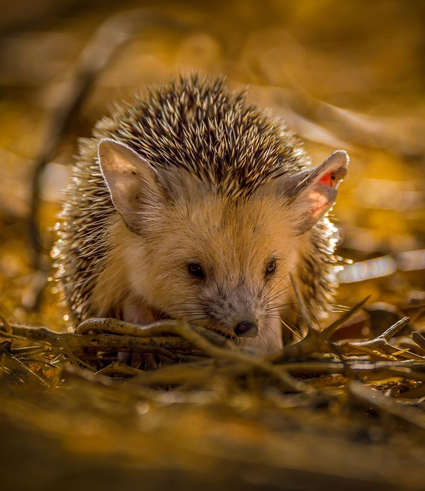 Photograph by Renny Joseph
