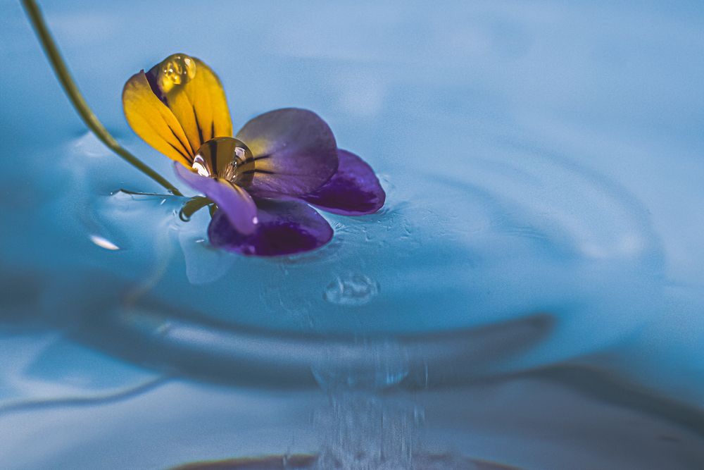 Photograph by Victoria Mogulyan