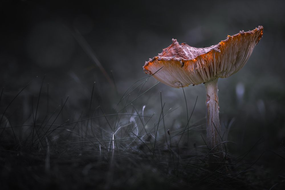 Photograph by guntis zebergs