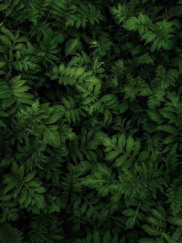 Photograph by Анна Пигулевская