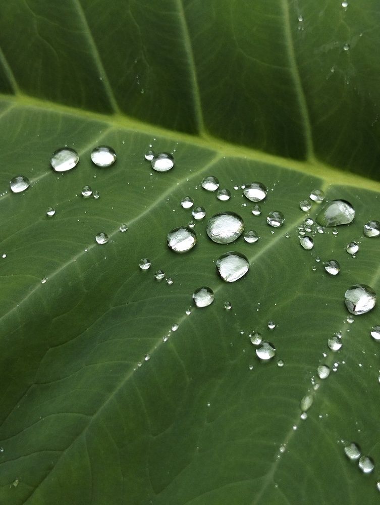 Water on keladi leaf