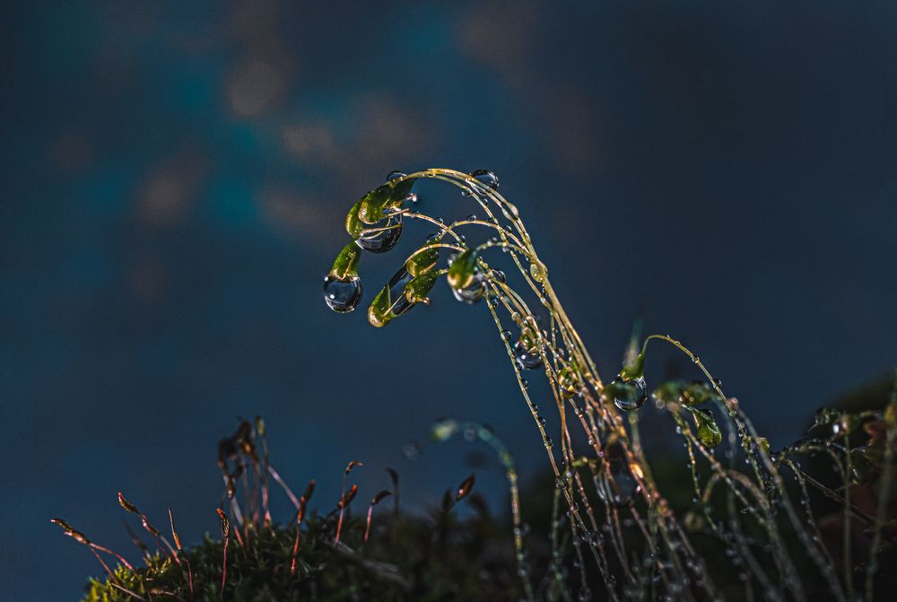 Photograph by Victoria Mogulyan
