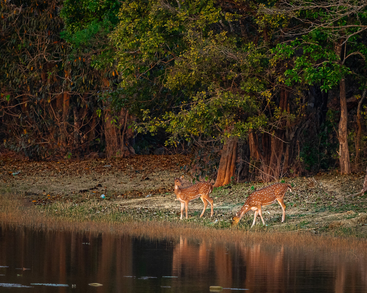 Photo #13553964
