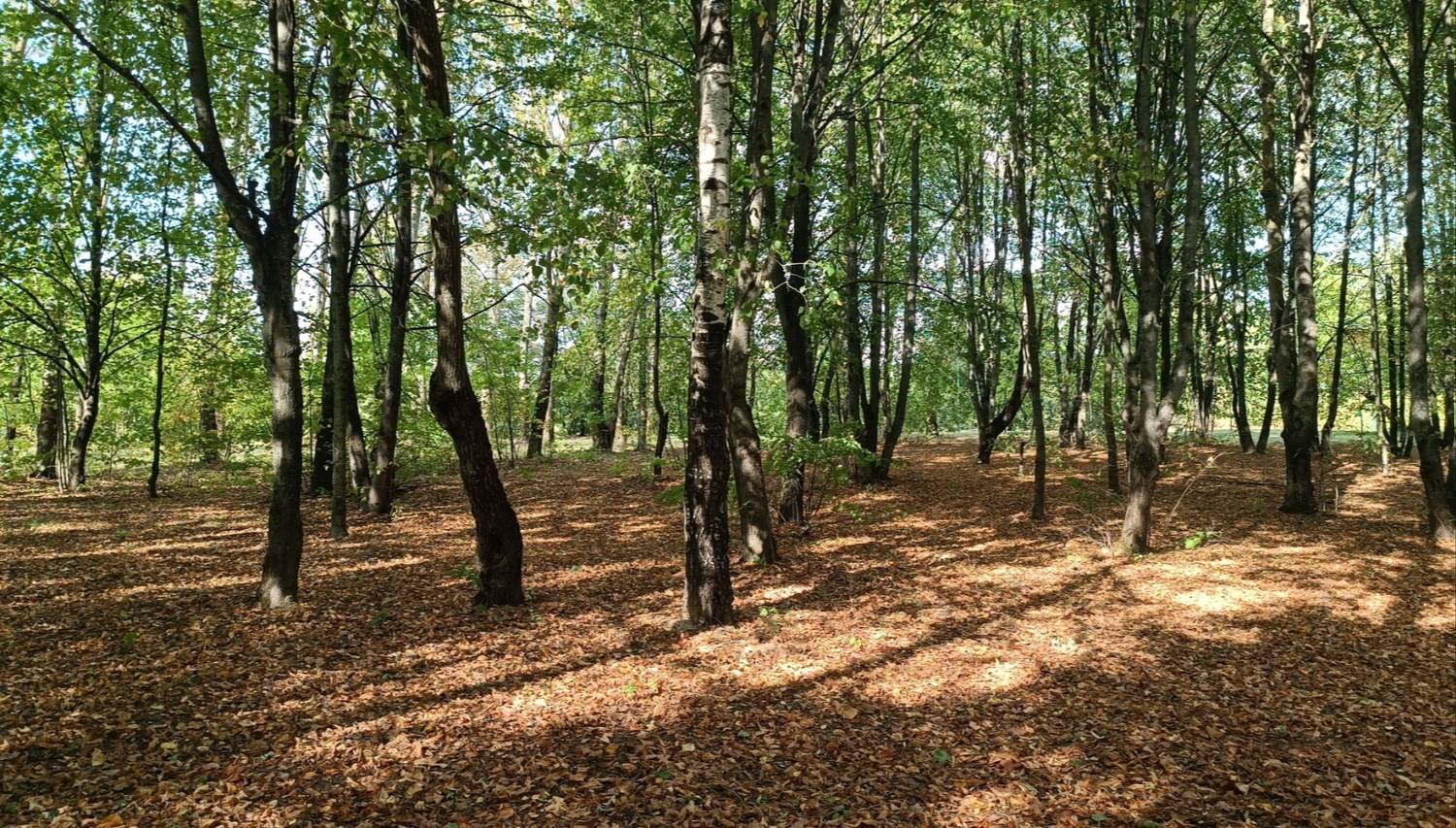 Осень летом