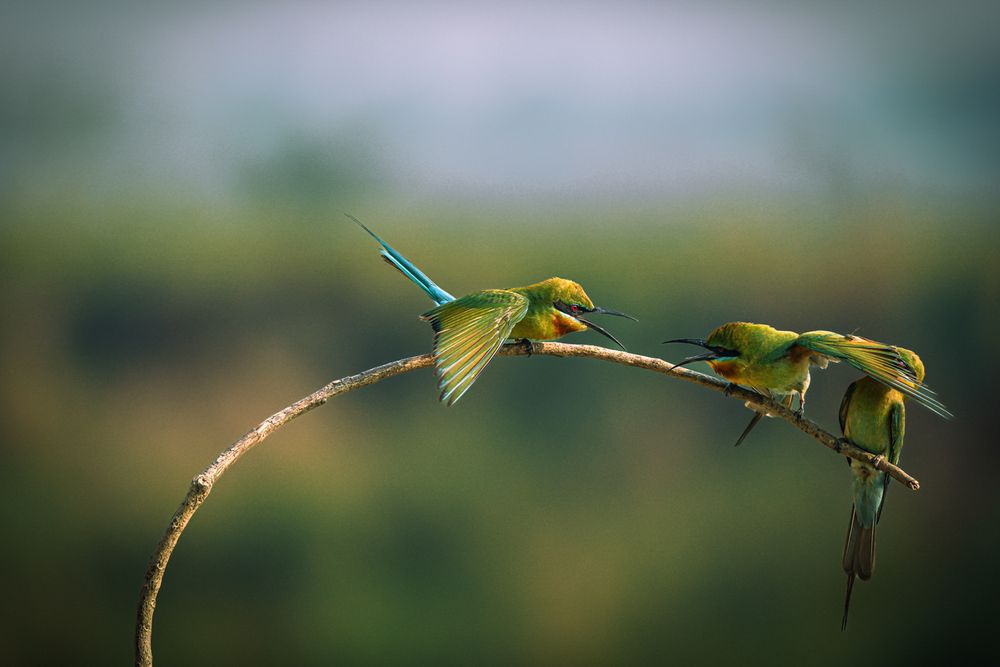 Photograph by Dipanjan Ray