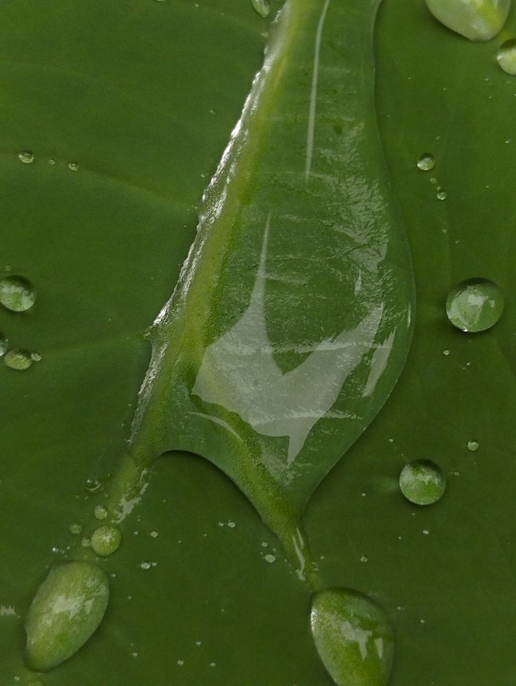 Green water