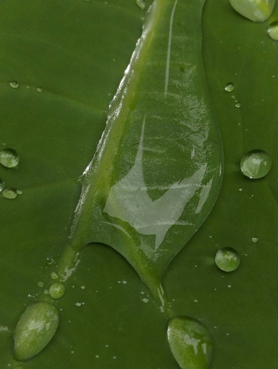 Green water