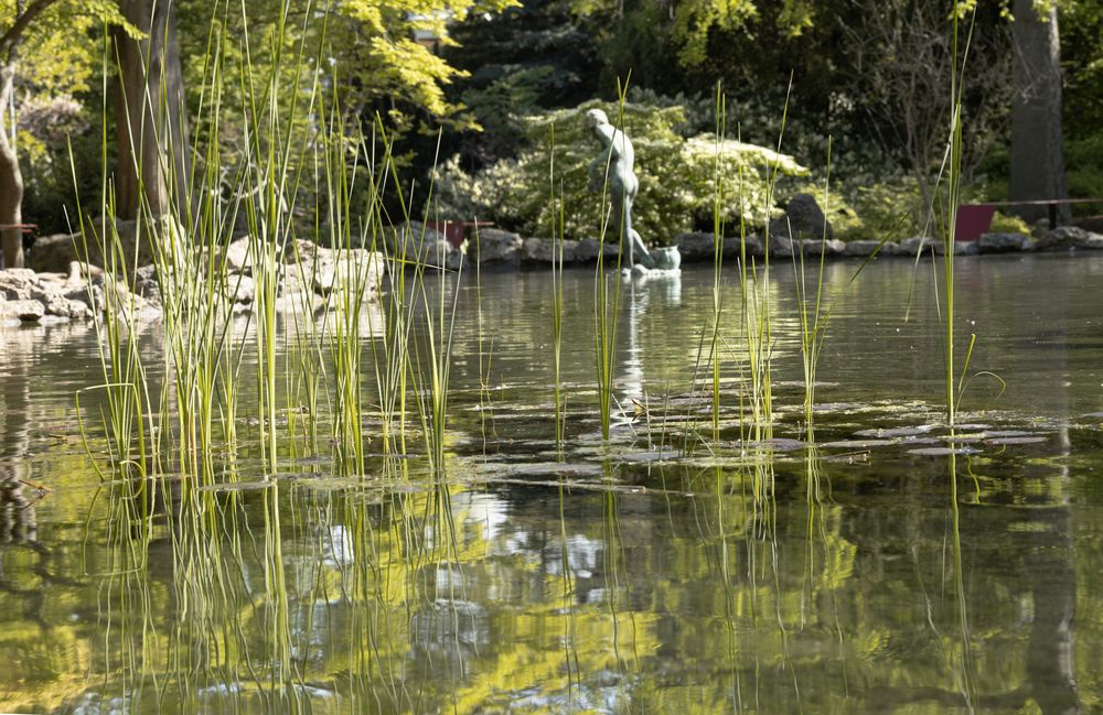 Artistic view of a pond statue through tall water reeds