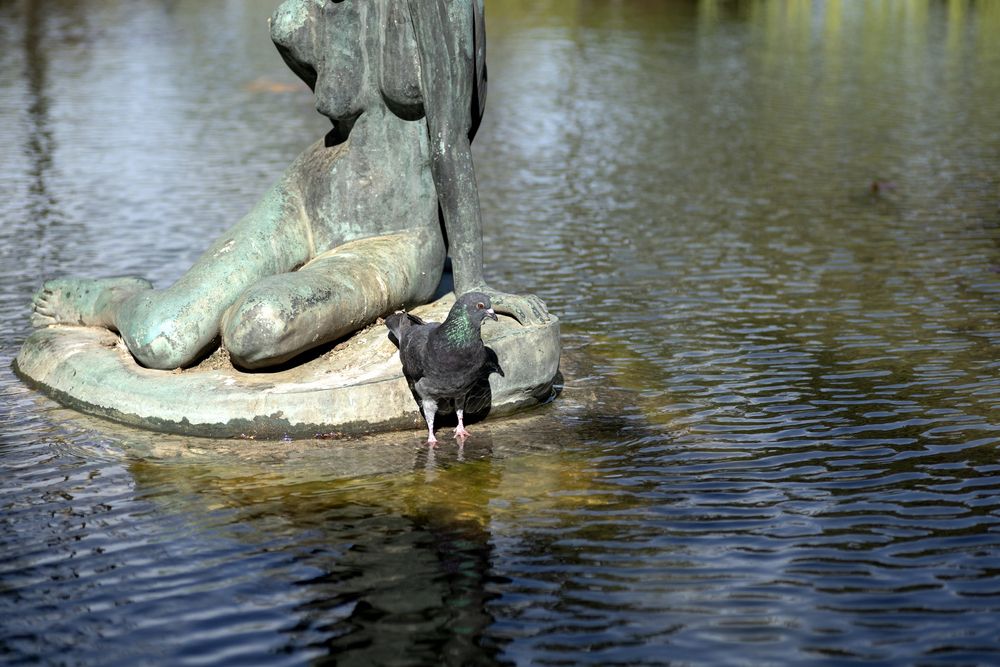 Real Pigeon Resting Next to a Bronze Statue in Water