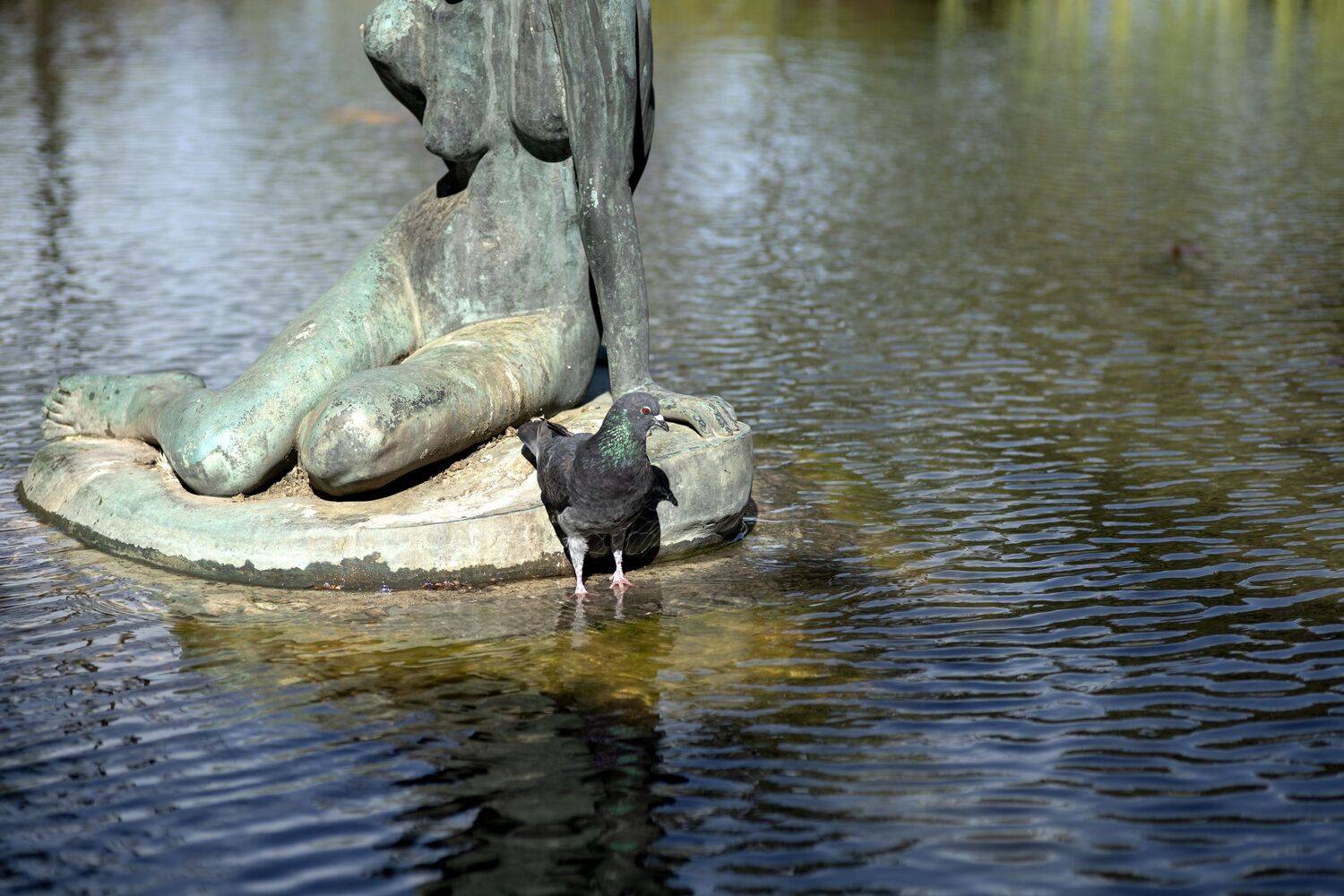 Real Pigeon Resting Next to a Bronze Statue in Water