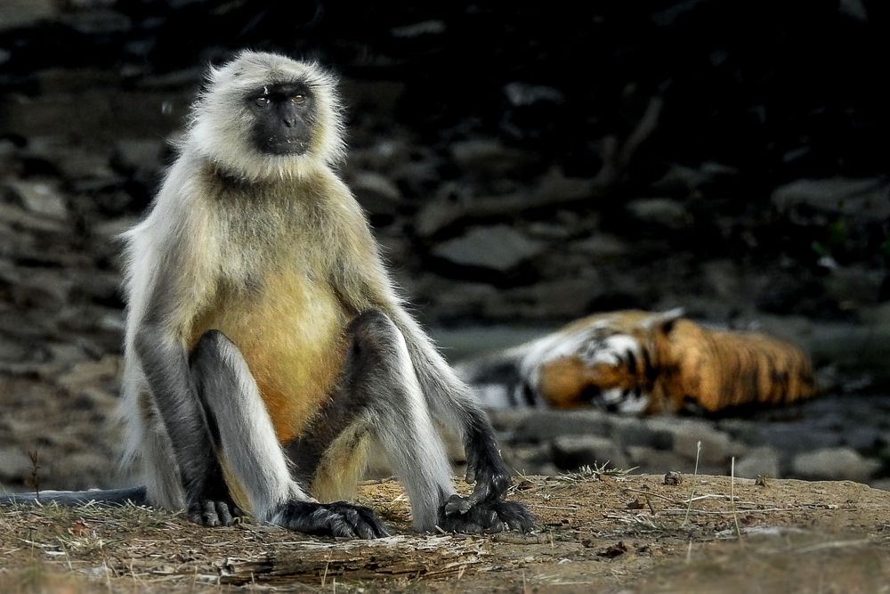 Photograph by Tanusri RoyChowdhury